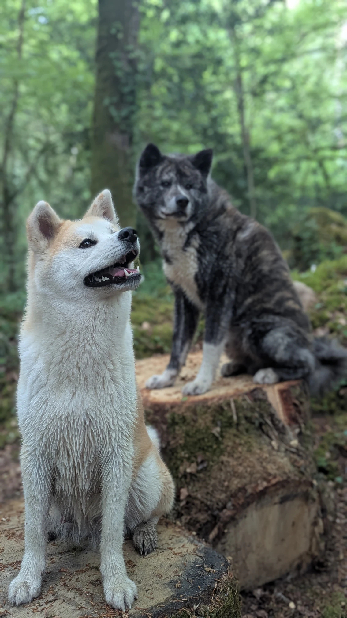 V' Hakuji Nezuko Go des Dragons du Soleil, Akita Inu reproductrice