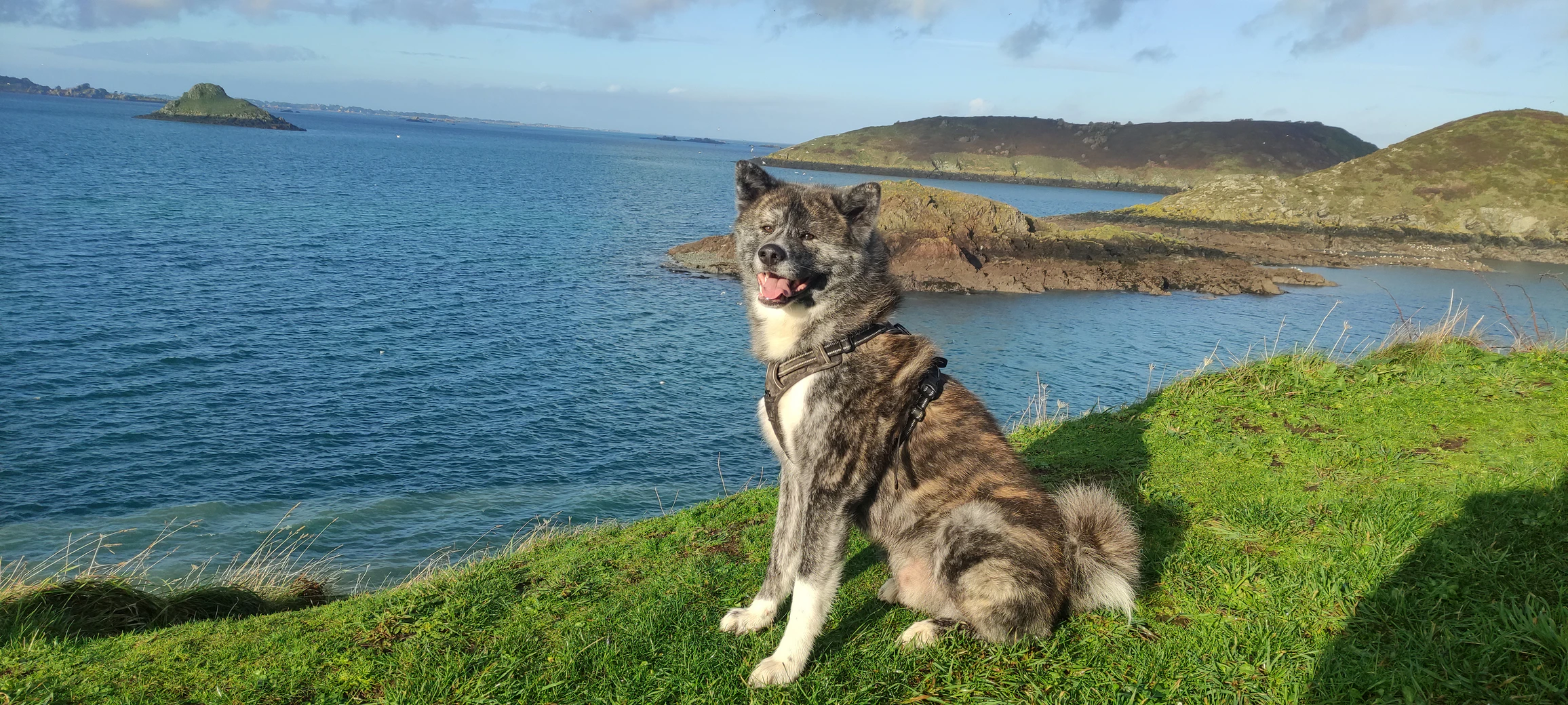 Yoshi — Ryukyu Go des Templiers Sacrés, Akita Inu reproducteur
